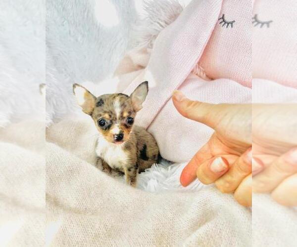 Medium Photo #4 Chihuahua Puppy For Sale in FORT LAUDERDALE, FL, USA