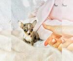 Small #3 Chihuahua