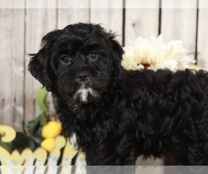 Cavapoo Puppy for sale in MOUNT VERNON, OH, USA