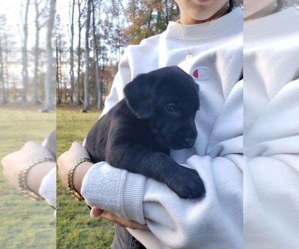 Medium Photo #19 Labrador Retriever Puppy For Sale in FAYETTEVILLE, GA, USA