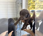 Small #1 Labrador Retriever