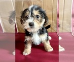 Small Photo #7 YorkiePoo Puppy For Sale in FAIR HAVEN, MI, USA