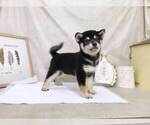 Small Photo #4 Shiba Inu Puppy For Sale in SAN JOSE, CA, USA