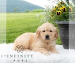 Small #5 Golden Retriever