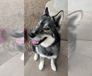 Siberian Husky-Unknown Mix Dogs for adoption in Plano, TX, USA