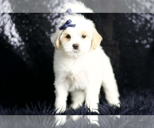 Medium Photo #7 Maltipoo (Miniature) Puppy For Sale in WARSAW, IN, USA