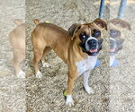 Small #3 Boxer