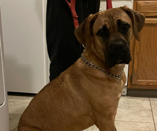 Medium Photo #1 Cane Corso Puppy For Sale in WATERBURY, CT, USA