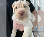 Small Photo #3 Chinese Shar-Pei Puppy For Sale in OTTAWA LAKE, MI, USA