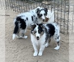 Small #13 Shetland Sheepdog