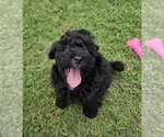 Small #3 Aussiedoodle