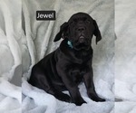 Small #3 Cane Corso