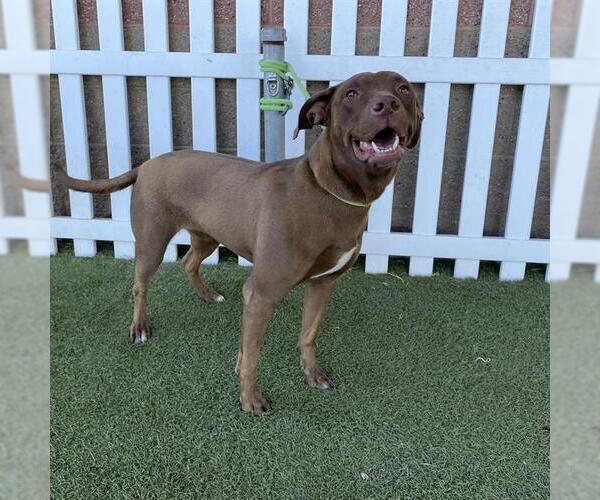 Medium Photo #1 Labrador Retriever-Unknown Mix Puppy For Sale in Modesto, CA, USA