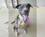 Small American Pit Bull Terrier-Catahoula Leopard Dog Mix