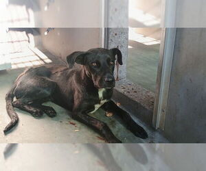 Shepradors Dogs for adoption in Pasadena, CA, USA