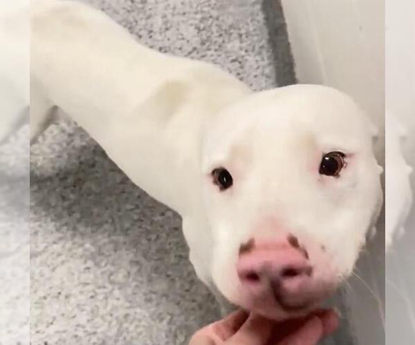 Medium Photo #3 American Pit Bull Terrier-Unknown Mix Puppy For Sale in Houston, TX, USA