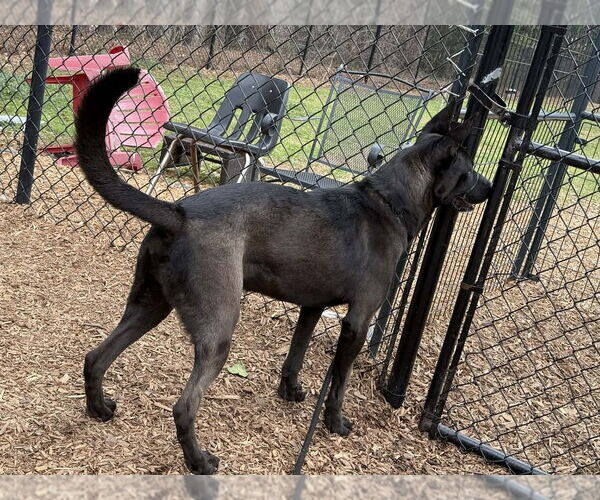 Medium Photo #3 Holland Shepherd-Unknown Mix Puppy For Sale in Imlay City, MI, USA