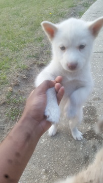 Medium Photo #1 Siberian Husky Puppy For Sale in FAYETTEVILLE, NC, USA
