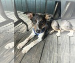 Small #2 Australian Shepherd Mix