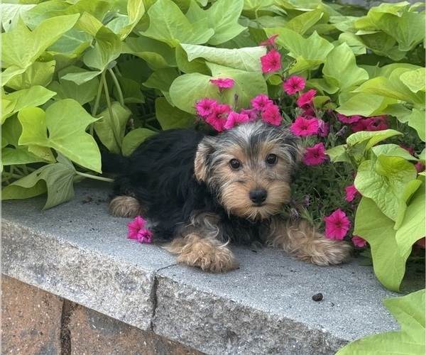 Medium Photo #4 Yorkshire Terrier Puppy For Sale in CANOGA, NY, USA