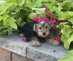 Small #3 Yorkshire Terrier