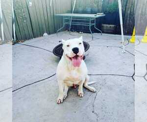Dogo Argentino Puppy for sale in PALMDALE, CA, USA