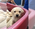Small #17 Labrador Retriever