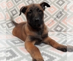 Small Photo #2 Belgian Malinois Puppy For Sale in CORNING, CA, USA