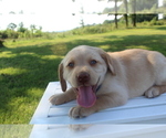 Small Photo #7 Labrador Retriever Puppy For Sale in MANSFIELD, MO, USA