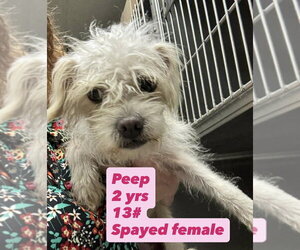 Maltese-Unknown Mix Dogs for adoption in San Diego , CA, USA