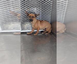 Chihuahua Dogs for adoption in Bakersfield, CA, USA