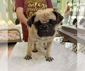 Pug Dogs for adoption in Benton, LA, USA