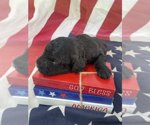 Poodle (Toy) Puppy for sale in MATTOON, IL, USA
