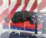 Image preview for Ad Listing. Nickname: Beau