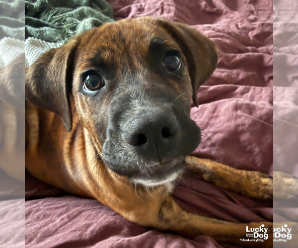 Medium Photo #6 Plott Hound-Unknown Mix Puppy For Sale in Washington, DC, USA