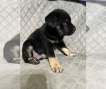 Small #3 Labrador Retriever Mix