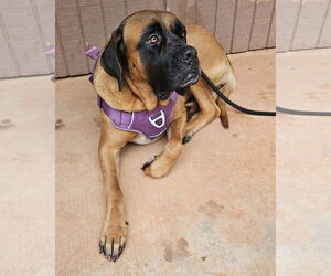 Mastiff Dogs for adoption in Edmond, OK, USA