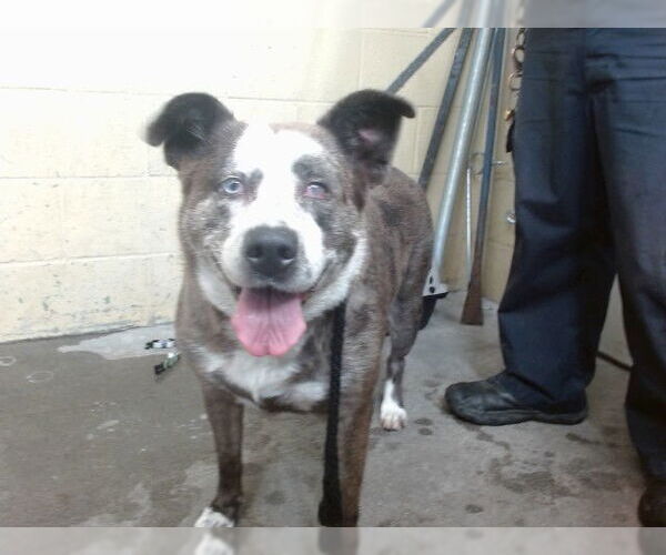 Medium Photo #1 American Pit Bull Terrier-Unknown Mix Puppy For Sale in Downey, CA, USA