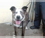 Small American Pit Bull Terrier Mix
