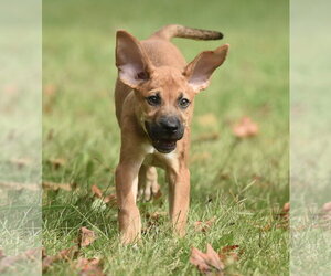 Australian Shepherd-Beagle Mix Dogs for adoption in Mechanicsburg, PA, USA