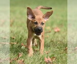 Lavender - Female Australian Shepherd-Beagle Mix Dog for Adoption - Small photo