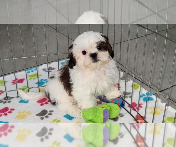 Medium Photo #13 Shih Tzu Puppy For Sale in ORO VALLEY, AZ, USA