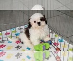Small #12 Shih Tzu