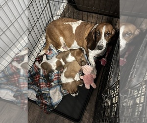 Basset Hound Litter for sale in NOBLE, OK, USA