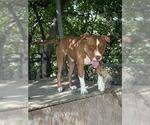 Small American Staffordshire Terrier