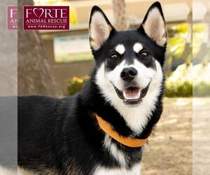 Huskies -Unknown Mix Dogs for adoption in Marina del Rey, CA, USA