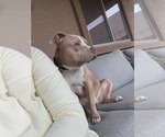 Small #1 American Pit Bull Terrier Mix