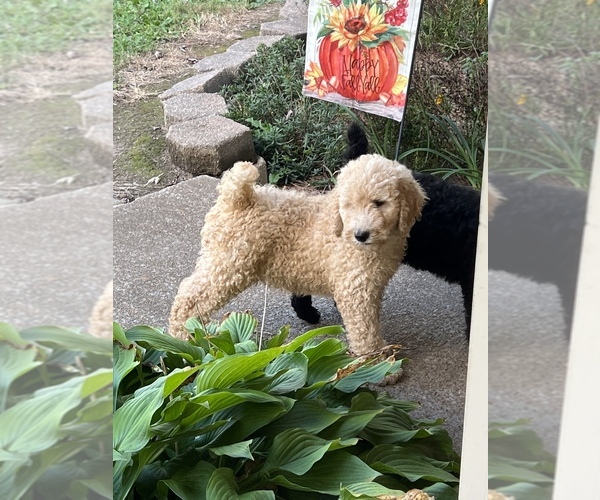 Medium Photo #3 Poodle (Standard) Puppy For Sale in LAWRENCEBURG, TN, USA