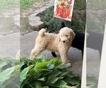 Small Photo #3 Poodle (Standard) Puppy For Sale in LAWRENCEBURG, TN, USA