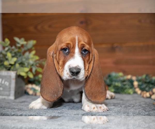 Medium Photo #6 Basset Hound Puppy For Sale in WAKARUSA, IN, USA